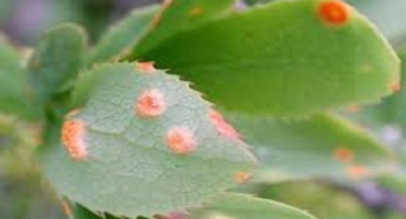 Jak se zbavit chorob a škůdců dřišťálu, co dělat pro boj s nimi